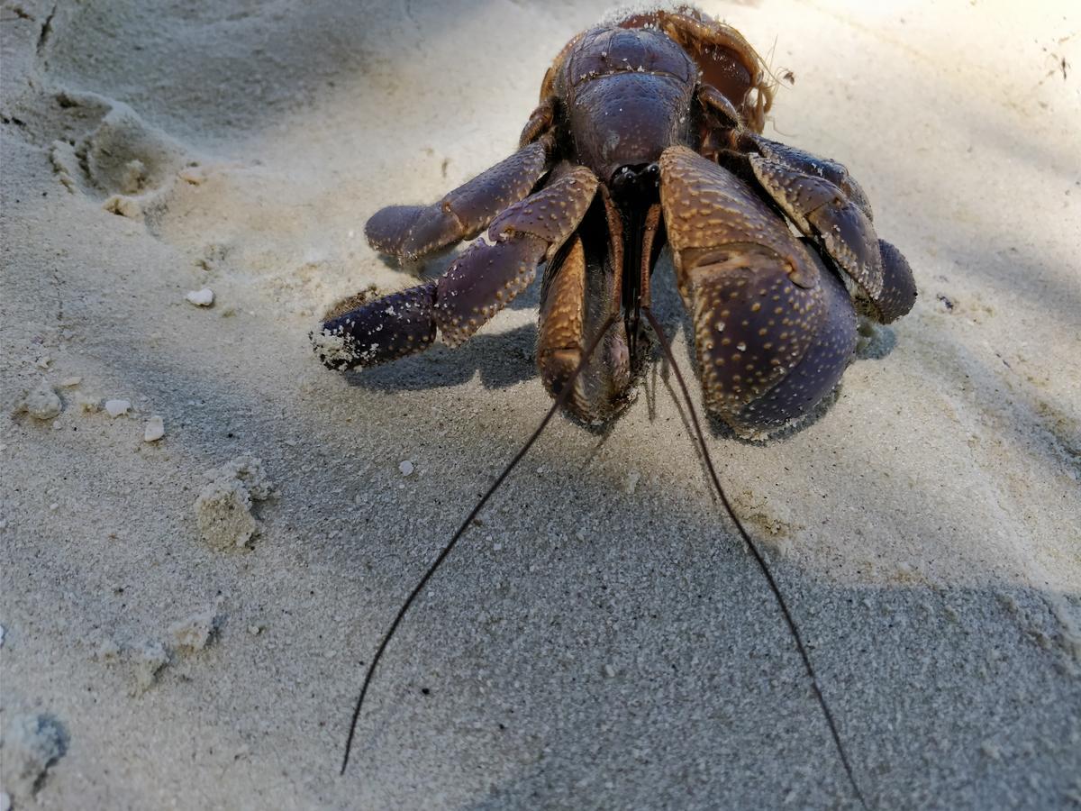 Отель Island Guest Maamendhoo Экстерьер фото